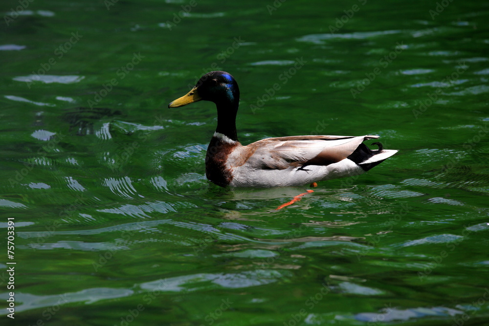 Obraz premium Ente im Wasser