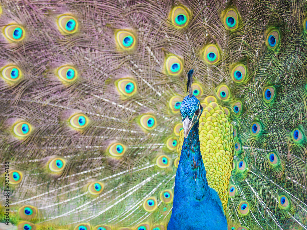 Obraz premium Peacock 3