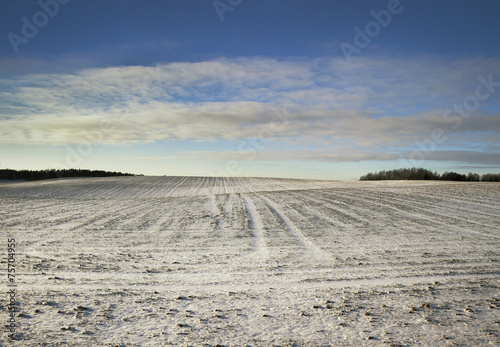 Field in a winter.