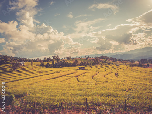 Rice terrace in asia with retro vintage style filter effect