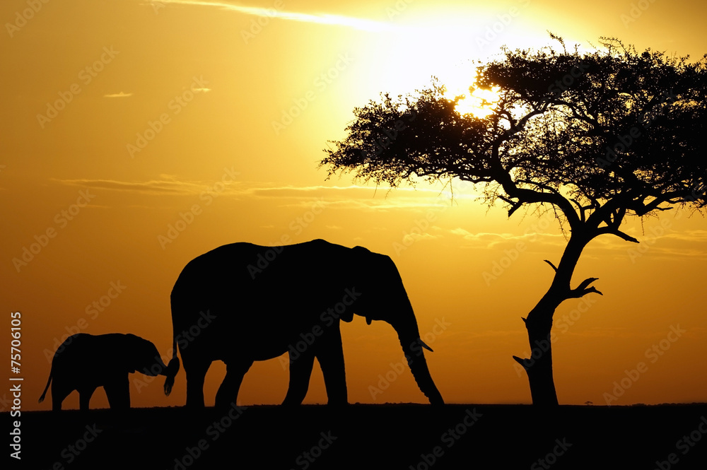 Fototapeta premium Elephant