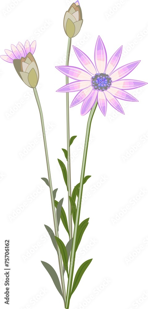 Xeranthemum flower Xeranthemum flower