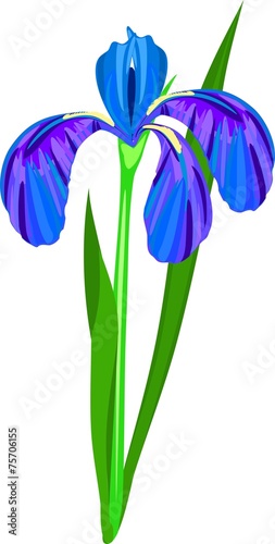 Blue iris