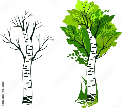 Birch summer and winter