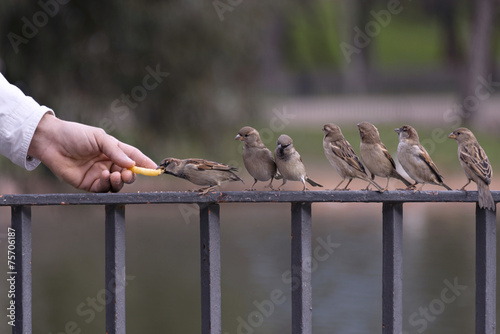 Birds in row on a railing, waiting their turn to eat