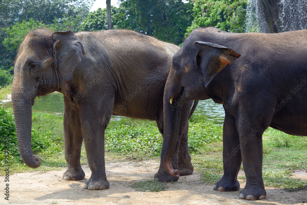 Two Indian elephant