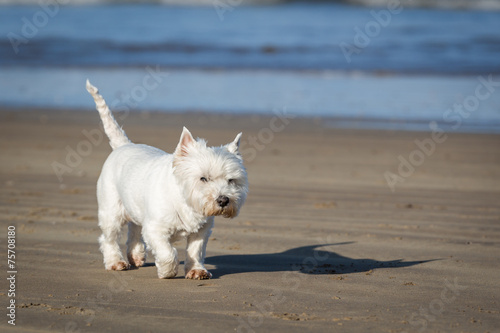 West Highland Terrier © dazb75