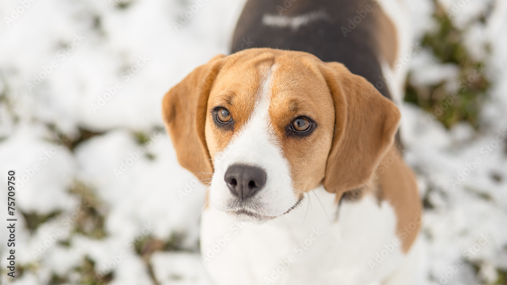 Cute beagle dog looking up Cute beagle dog looking up