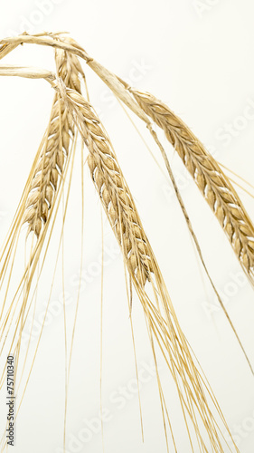Golden wheat close