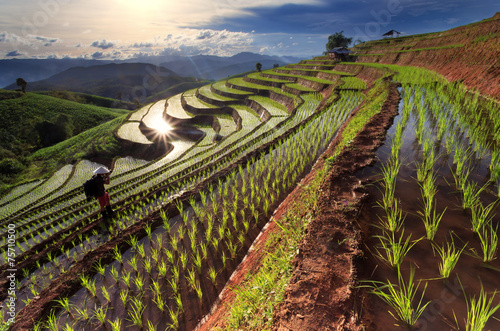 Rice fields on terraced at Chiang Mai, Thailand © narathip12