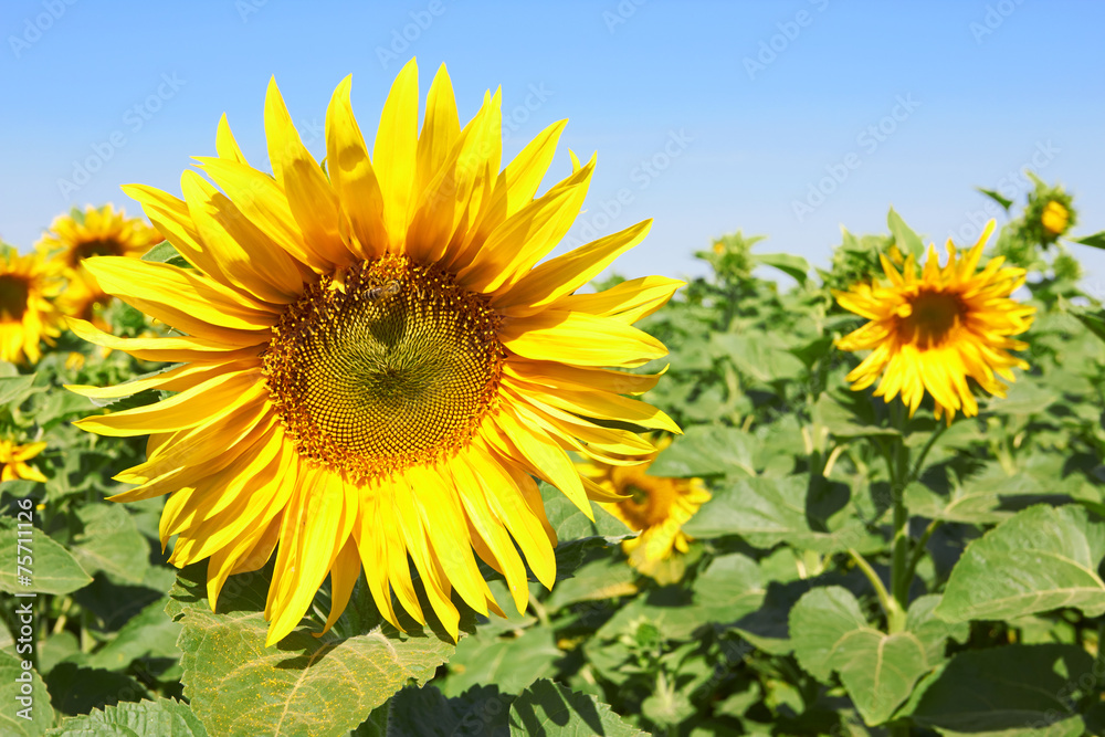 Sunflower