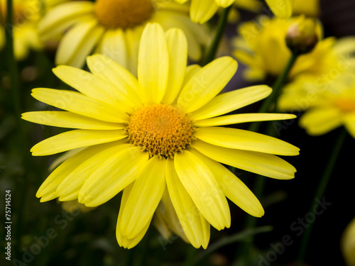 Arnica montana