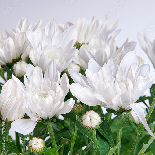 Chrysanthemum white on a gray background