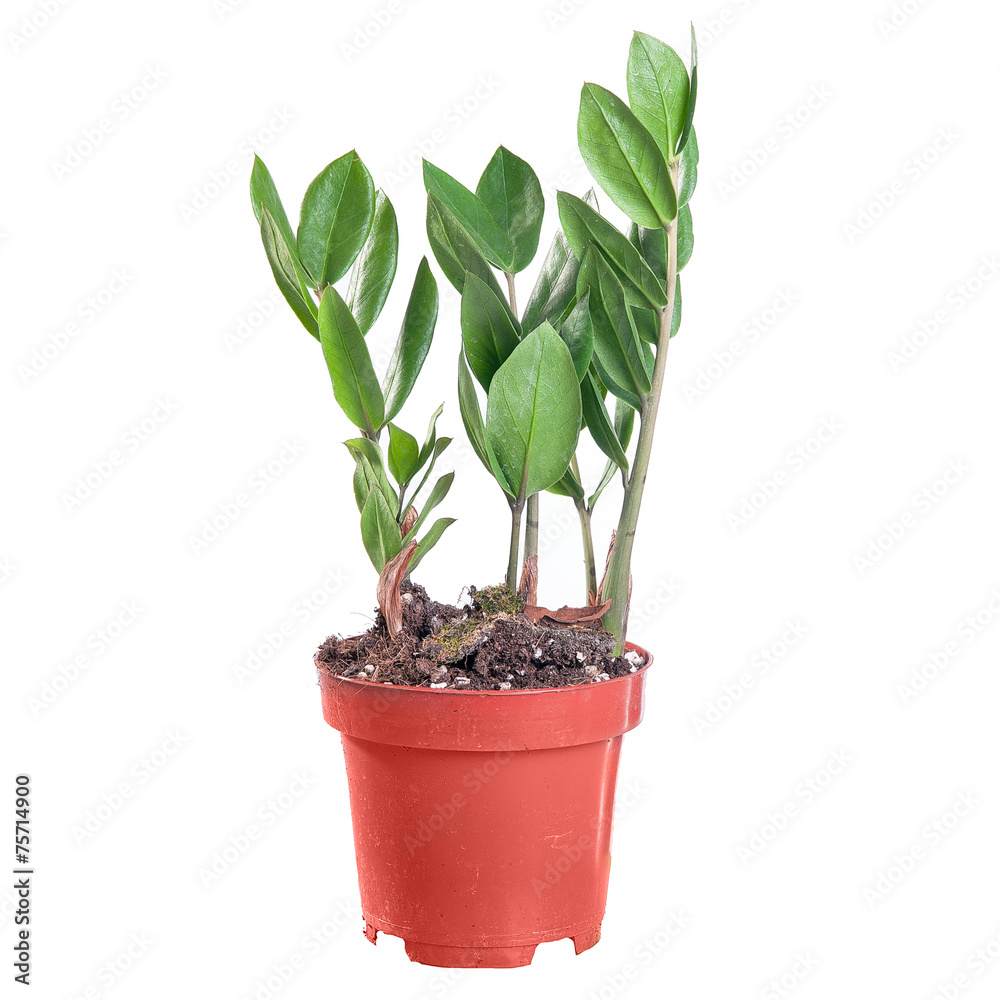 Zamioculcas in a pot on white background in full size Zamioculcas in a pot on white background in full size