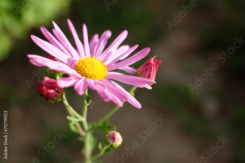 Purple Flower Close Up