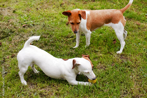 walking dogs