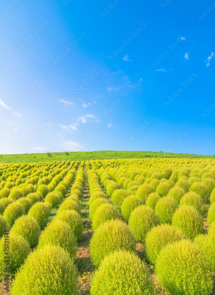 Field of green Kochia and blue sky