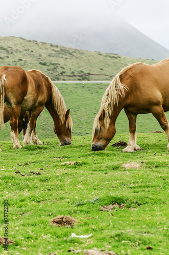 Horses on the mountain photo