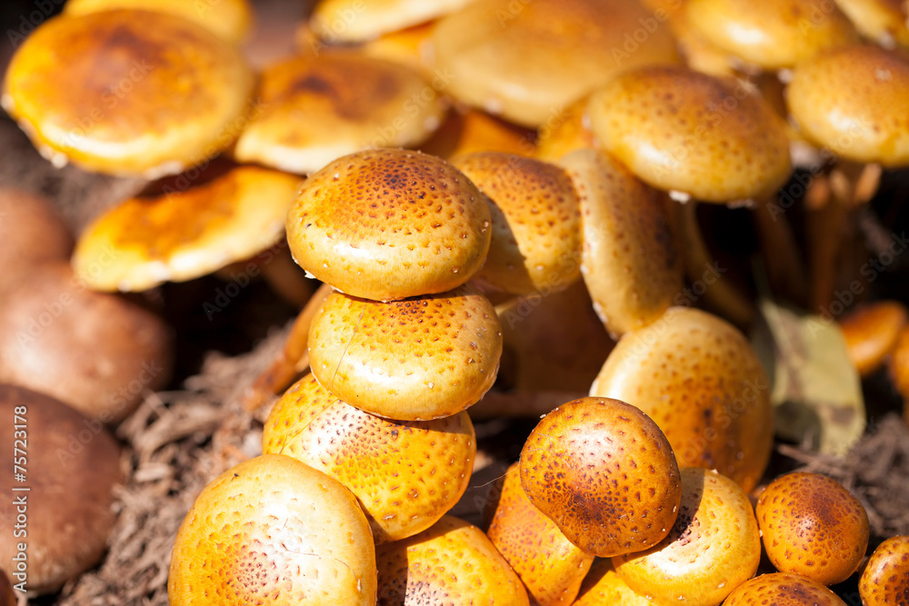 Zugitake Mushrooms in the farm Zugitake Mushrooms in the farm