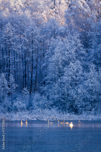 Winter frozen lake and fore...