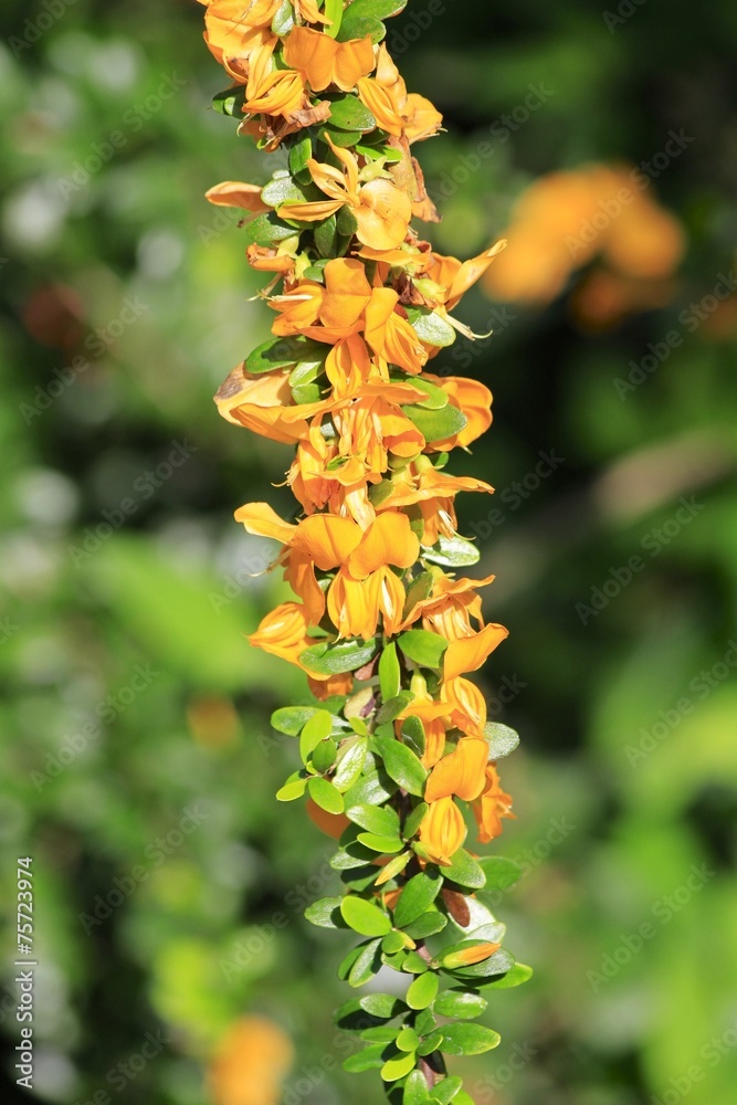 Fairchild Gardens - Orange Flower blooming Fairchild Gardens - Orange Flower blooming