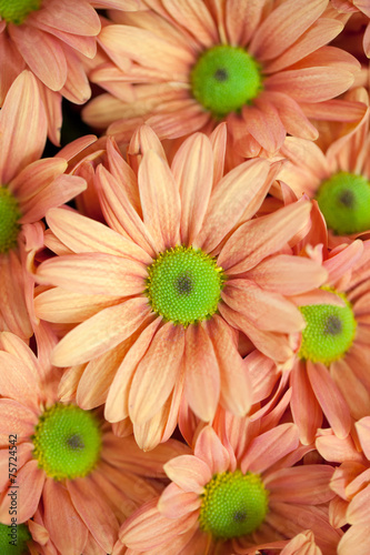 Fototapeta Naklejka Na Ścianę i Meble -  background of orange flowers
