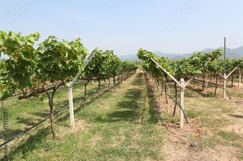 rows of grapes before harvesting