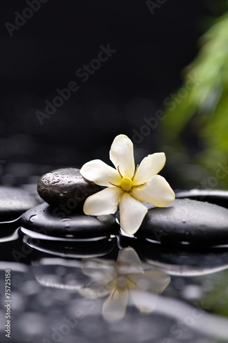 Still life with white orchid with black stones and green plant