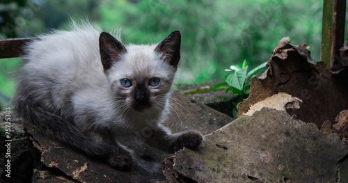 Gato en el jardín