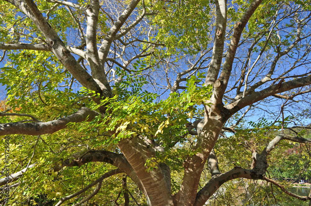 Fototapeta premium Green tree on the blue sky background