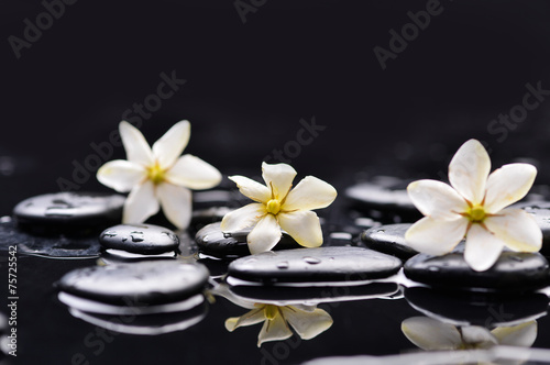 Three gardenia flower on wet black pebbles
