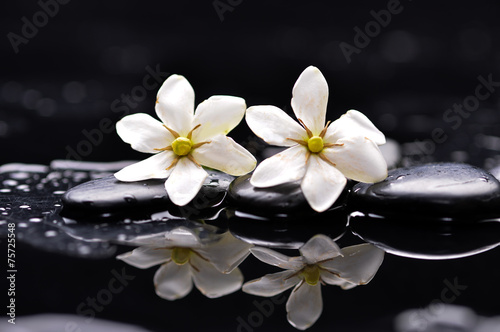 still life with two gardenia on black pebbles