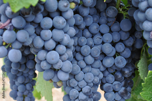 purple red grapes with green leaves on the vine