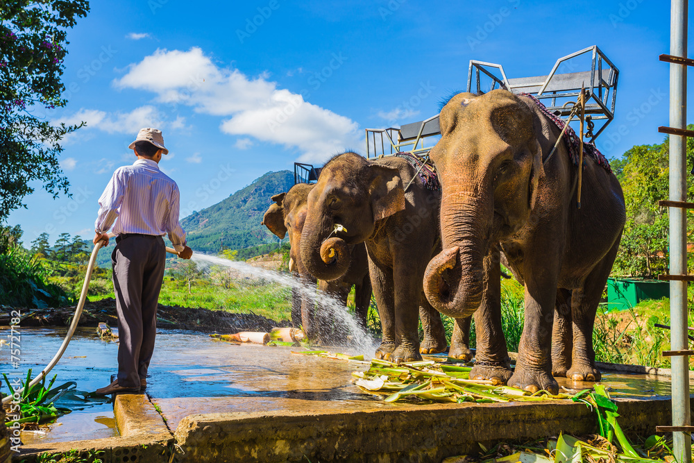 Obraz premium the farm of elephants not far from Dalat