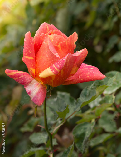 beautiful orange rose in a garden