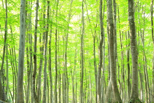 Beech forest, Bijinbayashi, Niigata
