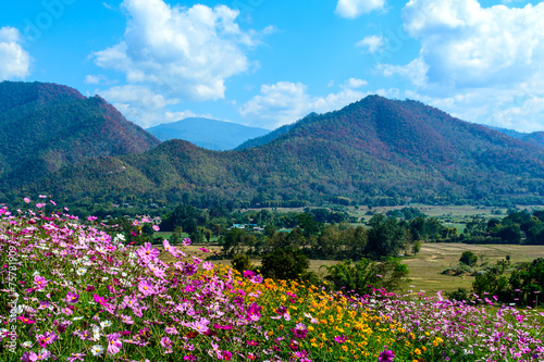 Flower fields with mountain and blue sky