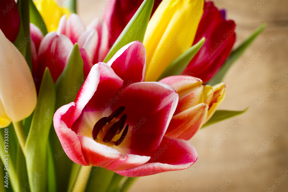 Naklejka premium Tulip.