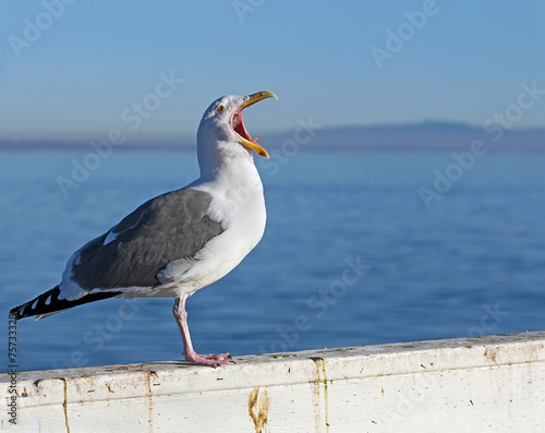 Seagull screaming on blue ocean background
