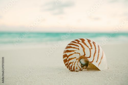 nautilus sea shell on golden sand beach in soft sunset light