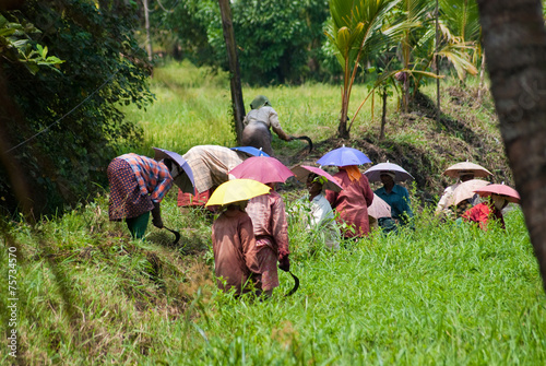 Travailleurs indiens photo