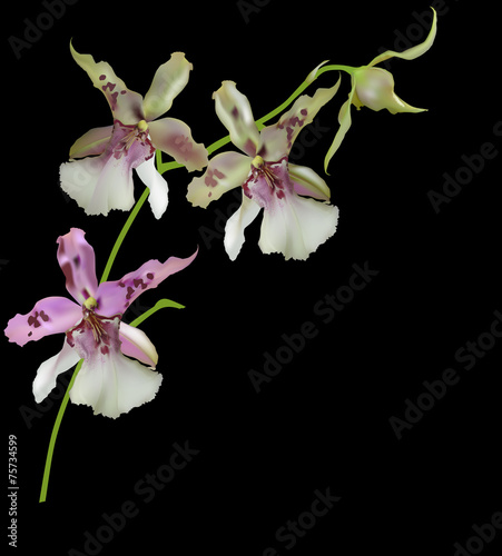 white and pink orchid blossom isolated on black