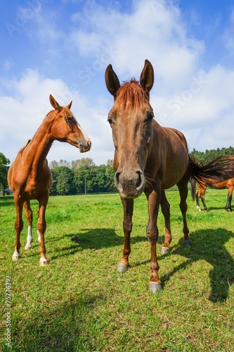 Zwei Hannoveraner Pferde auf der Weide  Nahaufnahme