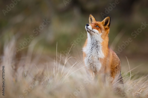 red fox photo
