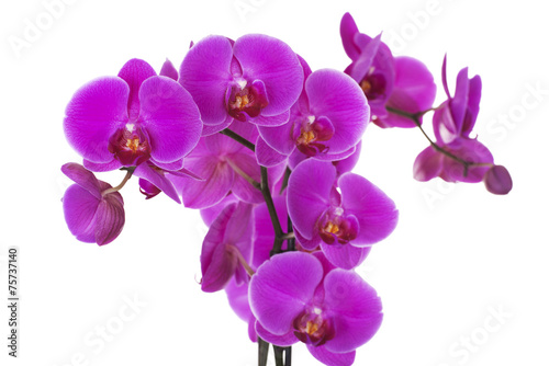 Fototapeta Naklejka Na Ścianę i Meble -  Branch of violet orchid