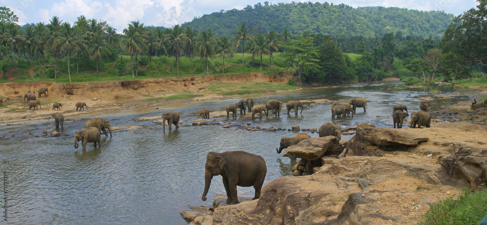 View on big indian elephants in river exotic asia park in Sri L View on big indian elephants in river exotic asia park in Sri L