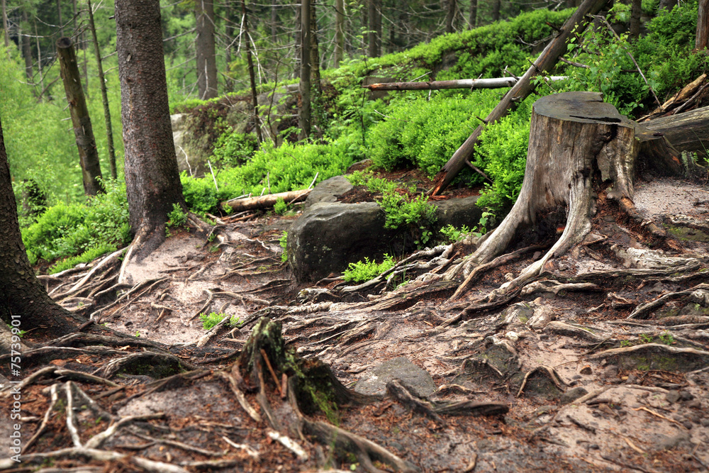 Tangle of roots on a mountain trail. Natural background.