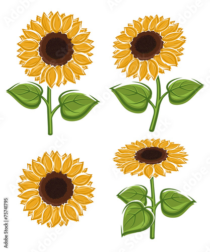 Sunflower set. Vector