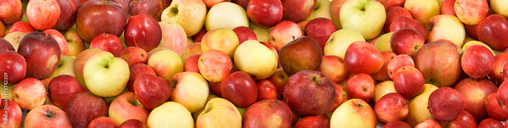 image of many ripe apples image of many ripe apples