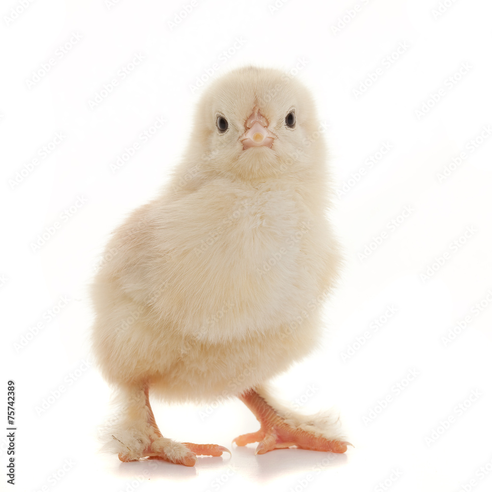 Fototapeta premium Small fluffy chickens